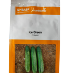 আইসগ্রিন শসা