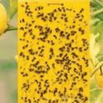 ইয়োলো কার্ড