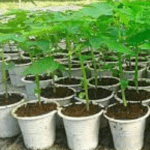 পেপে চারা