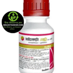 মাইনেকটো এক্সট্রা