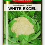 হাইব্রিড ফুলকপি হোয়াইট এক্সেল