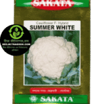হাইব্রিড ফুলকপি- সামার হোয়াইট