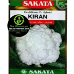 হাইব্রিড ফুলকপি কিরণ