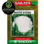 হাইব্রিড ফুলকপি হোয়াইট স্টোন